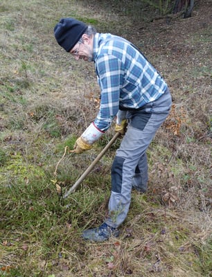 Bis zu 40 cm reichen die Wurzeln in den Boden. Das Herausziehen ist oft eine Plackerei.