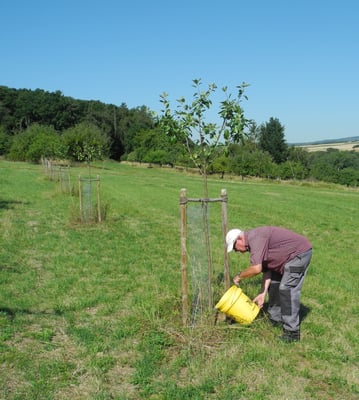 Langsam ausgießen, damit das Wasser nahe am Stamm innerhalb der Gießmulde versickern kann.
