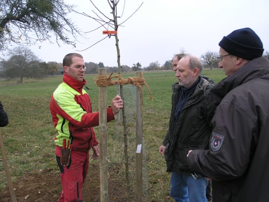 Mirko Franz von der benachbarten Ortsgruppe Bad Nauheim zeigt das fachmännische Anbinden des Setzlings an zwei Pfähle.