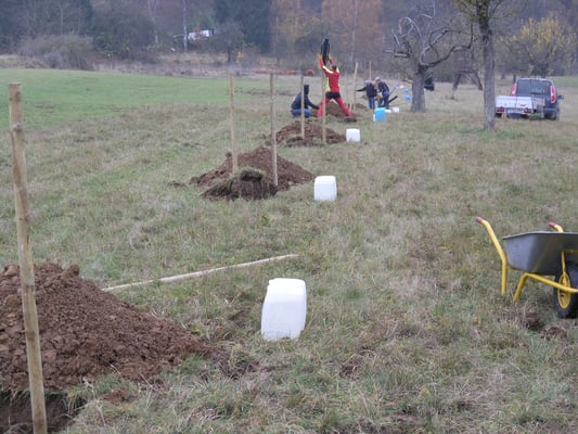 Zum Angießen werden pro Baum ca. 20 L Wasser benötigt. 