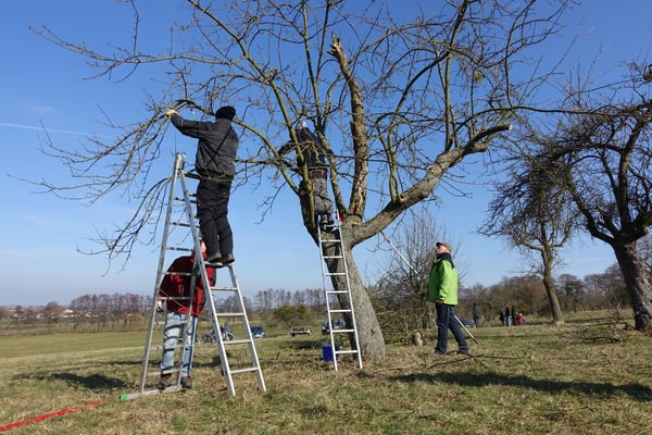 Wenn Leitäste fehlen und die Grundstruktur unvollständig ist, kann durch richtigen Schnitt die Lebenserwartung des Baums gesteigert werden.