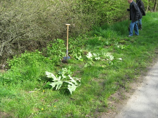 Ausgemachte Riesen-Bärenklau-Pflanzen ohne Samenstand können vor Ort verrotten.