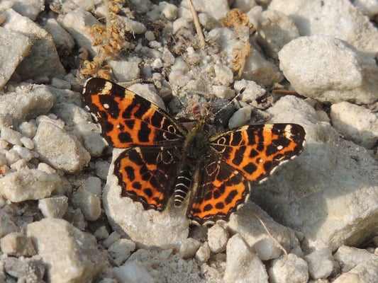 Zwar kein Vogel, aber eine Bereicherung für die Wanderung: Das Landkärtchen in Frühlingsform.