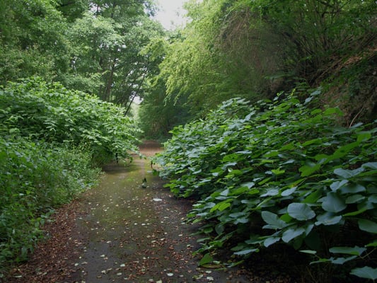Schiefertälchen: Bald ist der Weg mit Staudenknöterich zugewachsen. Das wäre längst geschehen, wenn die Wegoberfläche nicht aus Asphalt bestehen würde.