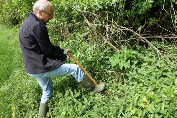 Ganz wichtig: Wurzel des Riesenbärenklau möglichst tief in der Erde abstechen!