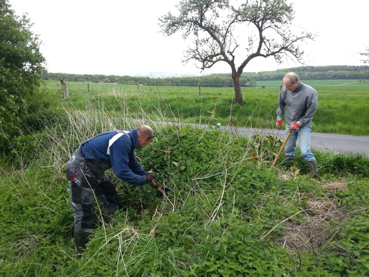 In der Nähe der Raststätte Wetterau-Ost: mühsame Bekämpfung des Staudenknöterichs auf einem Erdhaufen.
