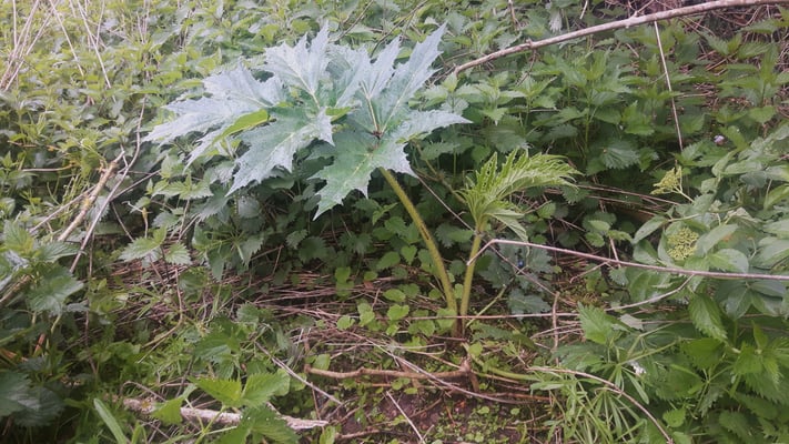 Junger Riesenbärenklau Anfang Mai