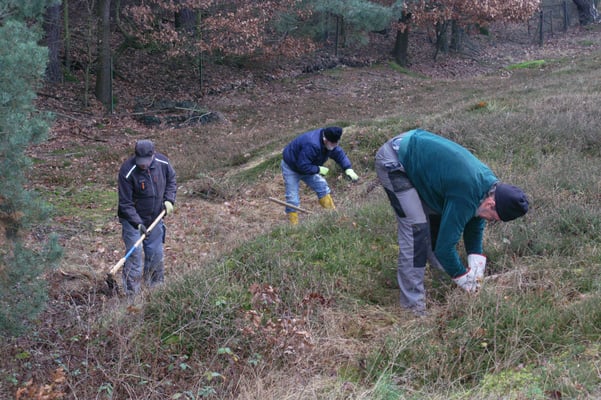 Die noch kleinen Wuchskonkurrenten des Heidekrauts sind nur schwer erkennbar.