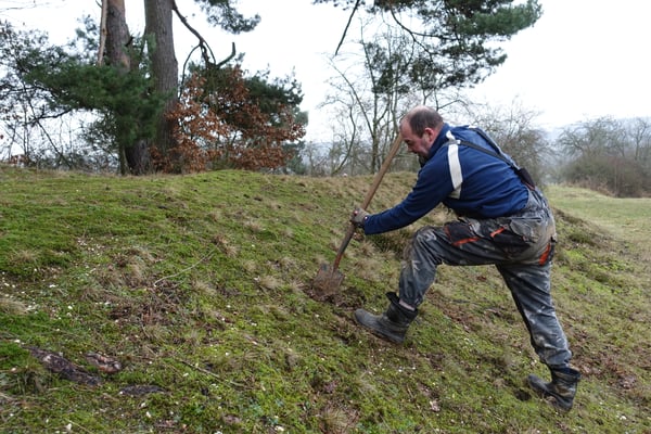 Wenn die Wuchskonkurrenten gefunden sind, müssen sie ausgegraben werden.