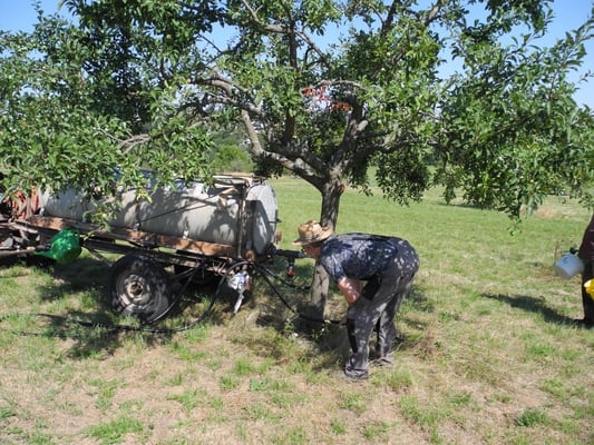 Auch der Mirabellenbaum ist dankbar für das Nass. Ältere Bäume kommen kurzfristig mit Hitze und Trockenheit besser klar.