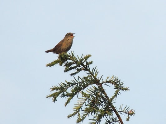 Einem Teilnehmer gelang es, mit dem Super-Tele den singenden Zaunkönig "einzufangen".