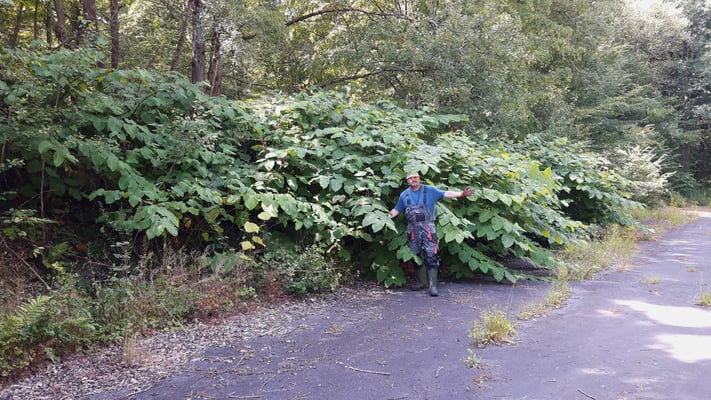 Schiefertälchen im Ober-Mörler Wald: Hier kann der NABU Ober-Mörlen mit Spaten und Astschere nichts mehr ausrichten!