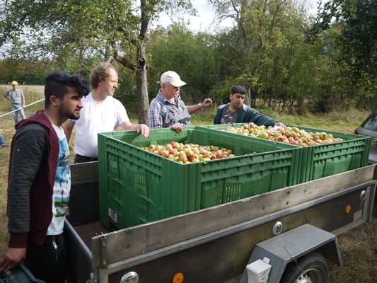 Die NABU-Experten erklären, was die Sorte Jakob Lebel von der Sorte Goldparmäne unterscheidet und wieso sie getrennt  sortiert werden.