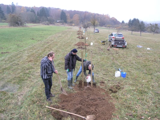 Es ist wichtig, dass das Wasser das Wurzelwerk des Setzlings umfließt. Dadurch entsteht der notwendige Kontakt mit dem Erdreich.