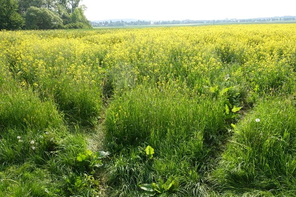 Im Rapsfeld hat der Biber deutliche Spuren hinterlassen. 