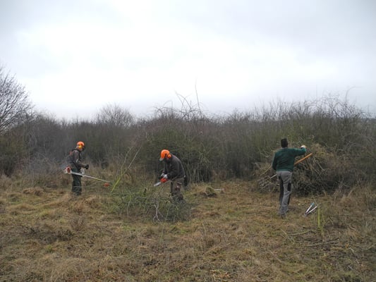 Arbeitsteilung war erforderlich. Drei Mann schnitten mit Motorsense und Kettensäge frei, drei Mann sammelten das Schnittgut auf und setzten es auf Haufen.