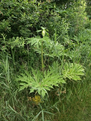 Foto nicht aus der Ober-Mörler Gemarkung: ein fast 2 m großer Riesen-Bärenklau kurz vor der Blüte.