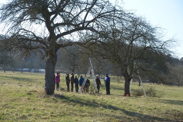 Bevor geschnitten wird ist festzulegen: Wo ist die Stammverlängerung? Wo sind die Leitäste? 