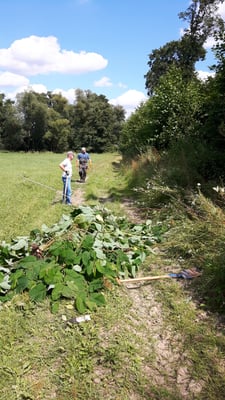 Ober-Mörlen Usatal: Zur Blüte wird der Staudenknöterich nicht mehr kommen, aber unter der Erde ist die Pflanze noch da!