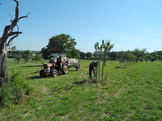 Hier kommt das Wasser im Fass. Die meisten Obstbaumbesitzer nutzen Kanister mit fünf oder zehn Liter Fassungsvermögen. 