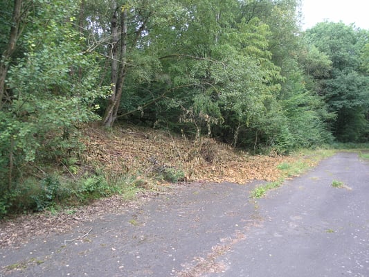 Zwei Wochen später: Das Forstamt der BIMA hat schnell reagiert und den Staudenknöterich abgeschnitten