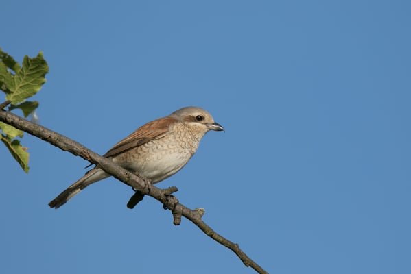 Neuntöter Weibchen; Foto Schuldner NABU