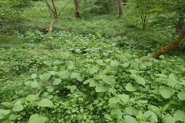 Flächiger Bewuchs mit dem japanischen Staudenknöterich im Wald (Schiefertälchen)
