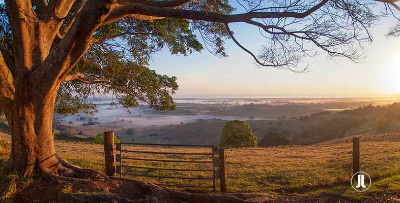 Magic Mist Tree Coolamon Ridge