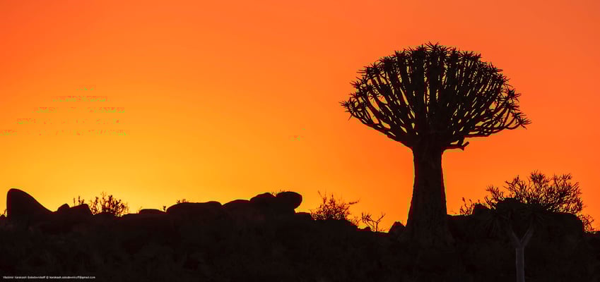 алоевый лес в Намибии