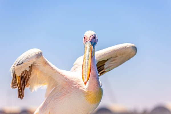 пеликан на экскурсии на катамаране в Walwis Bay