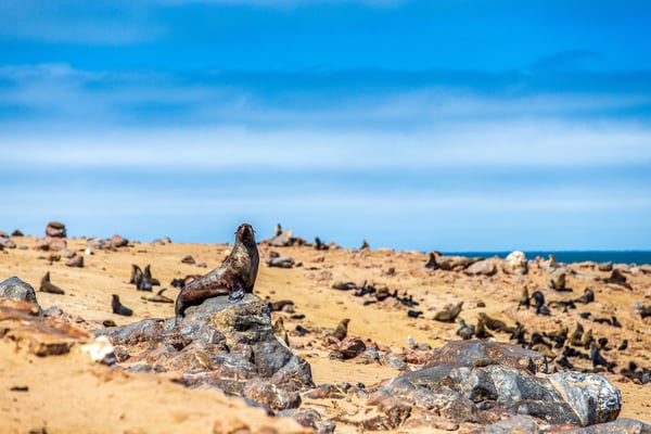 омские котики в Cape Cross