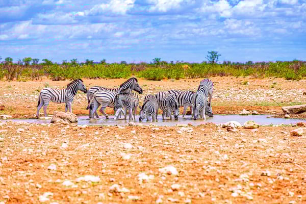 зебры у водопоя в национальном парке Этоша