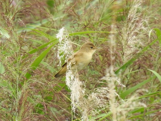 Teichrohrsänger im Schilfgürtel