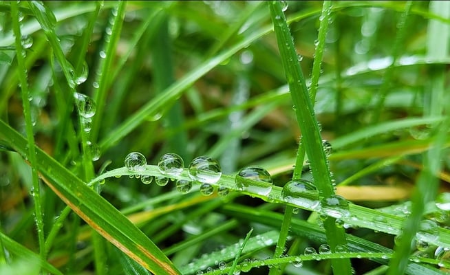 ©Silke Mora/NABU Euskirchen