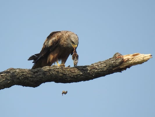 Schwarzmilan mit Beute