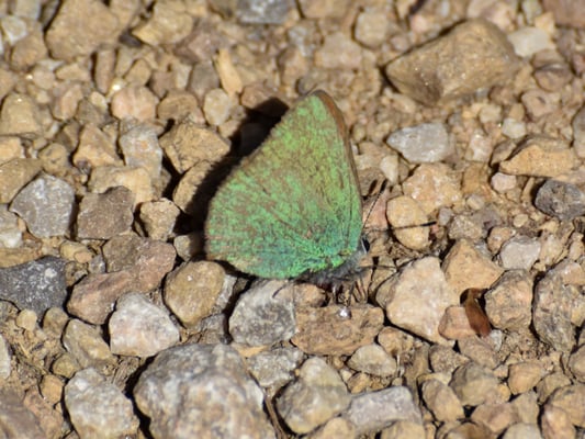 Grüner Zipfelfalter