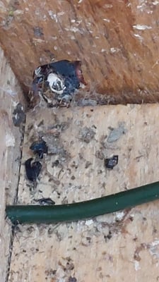 Reste eines Insektenbaus