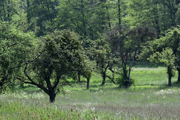 Blick in das Eschweiler Tal