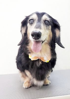 湯田モモちゃん