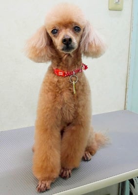 平松クーちゃん