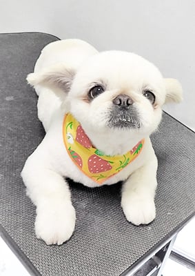 本多かずはちゃん