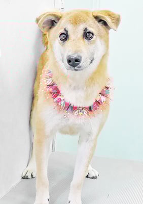 水口ラッキーちゃん