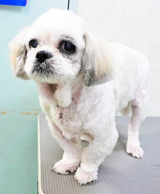 山本サランちゃん