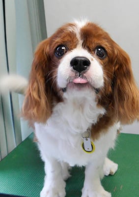 久永ココロちゃん