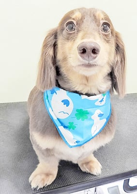 竪山ちょこちゃん