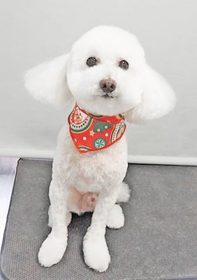 嶽本ムムちゃん