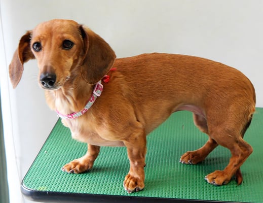 別府モモちゃん