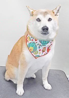 川﨑すももちゃん