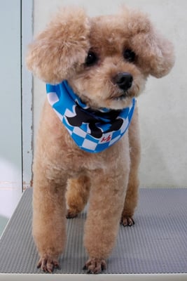 山下イヴちゃん