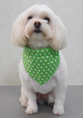 大脇ココアちゃん